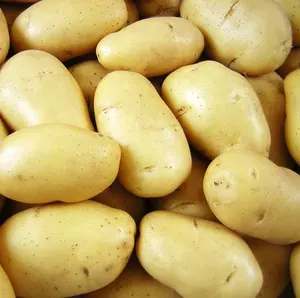 Fresh Potatoes Hight Best Quality Nutritious Cheap Price Origin Thailand