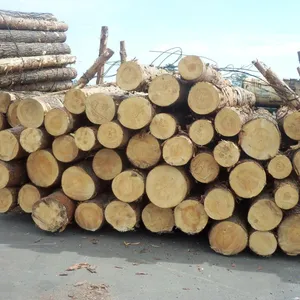 Blocs de finition en bois de pin, 20 pièces, vis en bois d'éculos