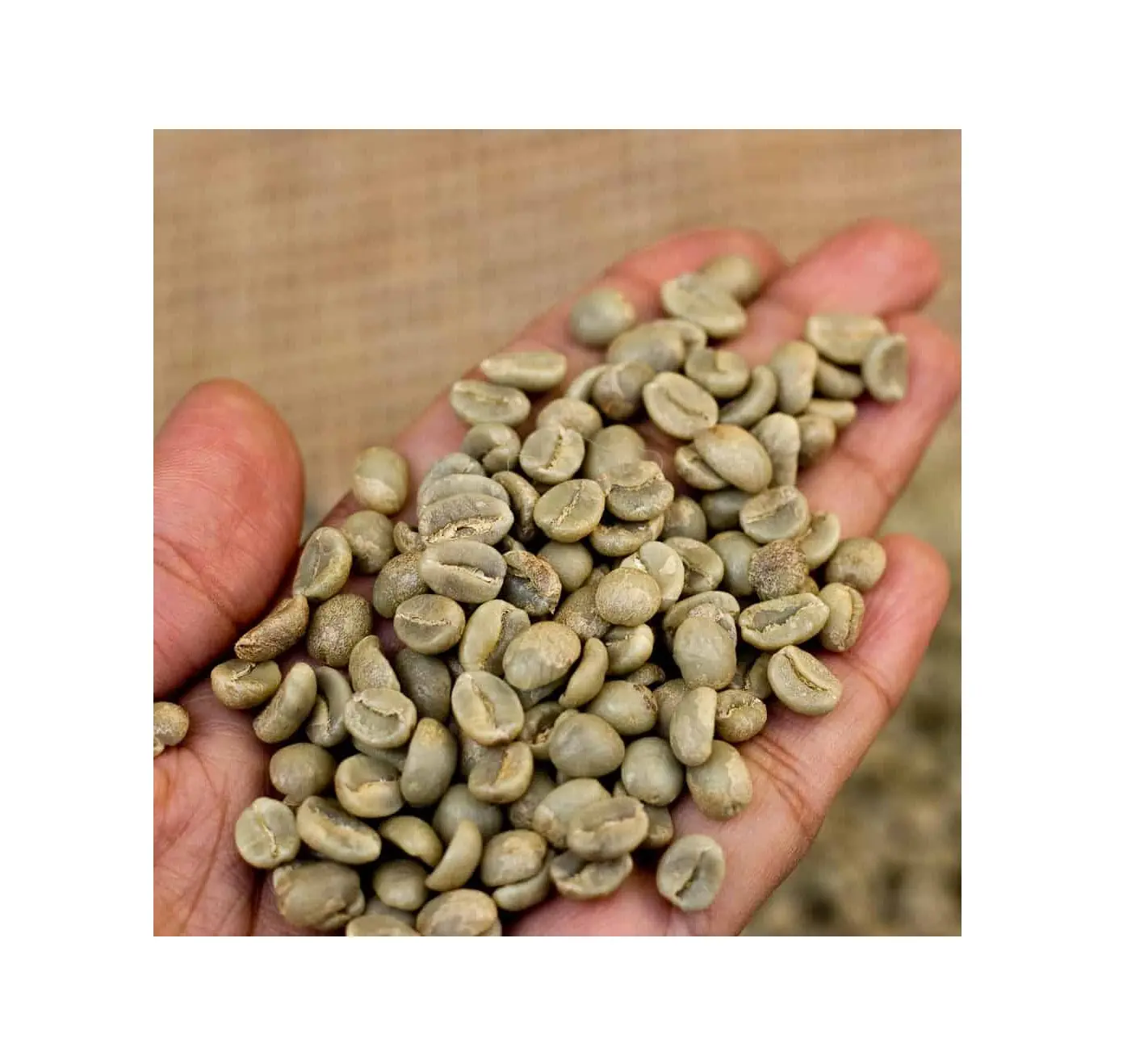ARABICA зеленые кофейные зерна необжаренные и ROBUSTA кофейные зерна (лаваш + 8 797987481)