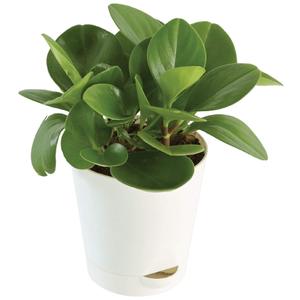 Raboteuse d'extérieur, une élégance pour le jardin, donne un Look solide et sensation, idéal pour la maison et le balcon - Product Image 1