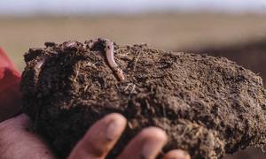 Gusano de gusano de proteína en polvo 90% de Vietnam - Product Image 4