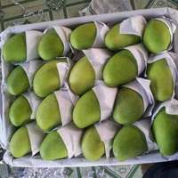 Verse KENT-variëteit groene mango, kwaliteit A, 10 kg, uit Dong Thap, Vietnam - Contact 0084 989 322 607 - 90 dagen houdbaarheid