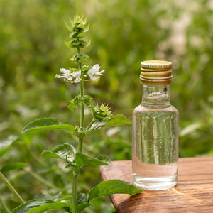 Aceite Esencial de Albahaca Sagrada Pura Extraída de Hojas, Destilado al Vapor, Beneficios Nutritivos Antienvejecimiento, Aroma Dulce Fresco de la India, Mejor Precio - Product Image 1