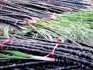 Caña de Azúcar Fresca de la Mejor Calidad / Caña de Azúcar para Exprimir Agua de Vietnam 99 Gold Data - Product Image 4