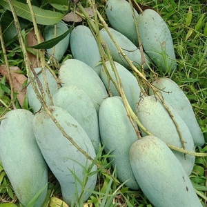 Kesar มะม่วงผลไม้สดคุณภาพสูง - Product Image 1