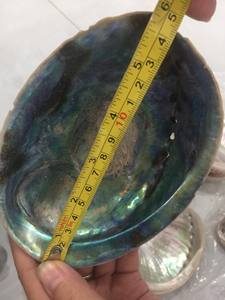 Coquille d'abalone multicolore en coton, coquillage naturel de la plage, coquilles de mer du vietnam séchées et nettoyées (), 99 données en or - Product Image 2