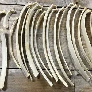 Costilla de Hueso de Búfalo y Camello, Material Orgánico de Alta Calidad para Arte y Coleccionismo - Product Image 1