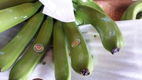 Pisang Cavendish Segar untuk Impor Dari UEA, EROPA WS+84986742407