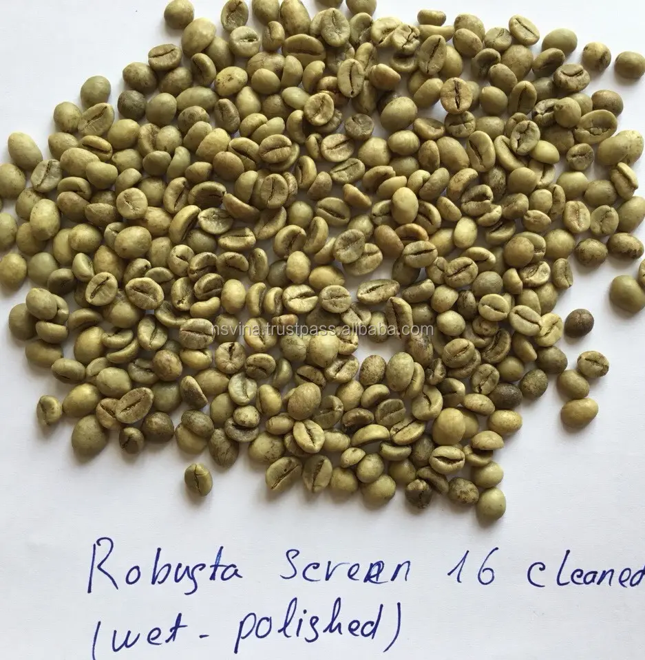 베트남 자연 화면 16 젖은 광택 ROBUSTA 커피 콩