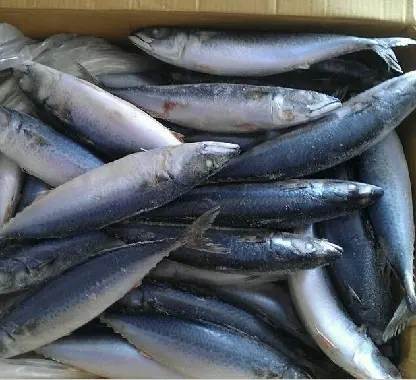 कम कीमत जमे हुए प्रशांत प्रकार की समुद्री मछली मछली