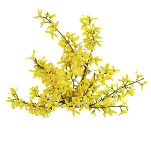 Huile Essentielle 100% Naturelle et Biologique de Ferula Galbaniflua Pure, Aromathérapie, Galbanum Distillé à la Vapeur, Arbre à Thé pour Marque Blanche - Product Image 5