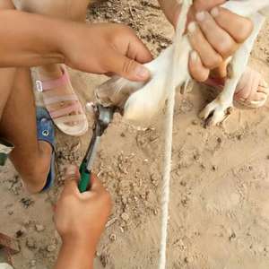 1 Pcs ganado de caballo y vaca casco Clippers reparación casco tijeras antideslizante puños tenazas Alicates tijeras de uñas Extractor de herramientas 205 mm - Product Image 5