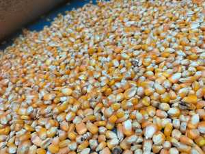 เมล็ดข้าวโพดสีเหลืองออร์แกนิกขายส่งจำนวนมาก 100% ข้าวโพดสุก คุณค่าทางโภชนาการสูง สำหรับสัตว์ อาหารสุกร วัว ม้า ราคาแข่งขันได้ - Product Image 6