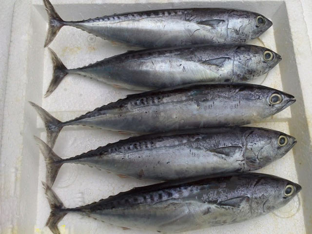 Frozen Horse Mackerel / Fish From Vietnam Cheap Price