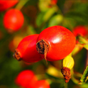 Huile de base de <span class=keywords><strong>Rose</strong></span> musquée à base d'extrait de <span class=keywords><strong>Rose</strong></span> musquée 100% naturelle pure, prix de gros - Product Image 2