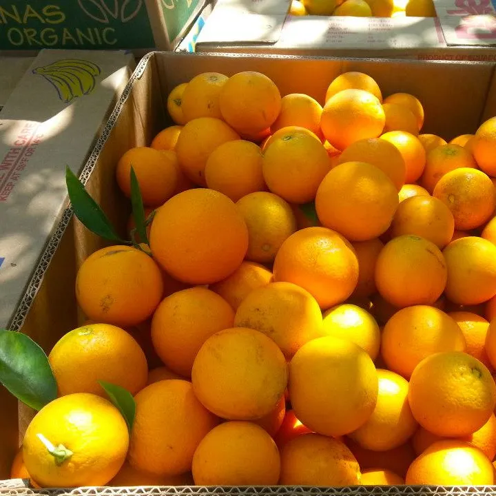 Frische südafrika nische Zitrusfrüchte/Mandarine/Frische Orange/Liste der gelben Früchte
