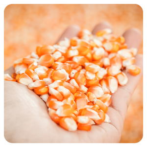 ข้าวโพดสีเหลืองแห้ง8000ตันสำหรับการบริโภคของมนุษย์ผลิตอาหารสัตว์ - Product Image 3