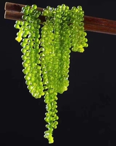 องุ่นทะเลคุณภาพสูงสำหรับอาหาร/การใช้งานทางการแพทย์/การรักษาเพื่อความงาม องุ่นทะเลธรรมชาติ 100% จากเวียดนาม คุณลูซี่ +84 929 397 651 - Product Image 4