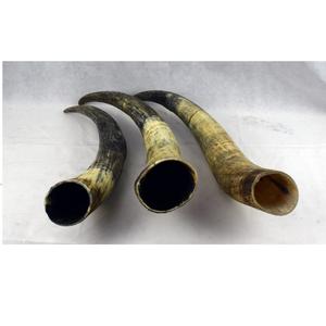 Natural <b>Decorative</b> Horn <b>Christmas</b> and Holiday <b>Decoration</b> & Gift with and Horn Stand with Hot <b>Sale</b> with Hot <b>Sale</b> - Product Image 1