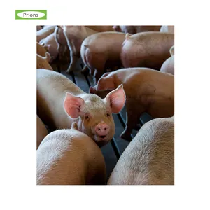 Hot Selling Pig Piggyzyme - PR Helps to Increase Pig Weight