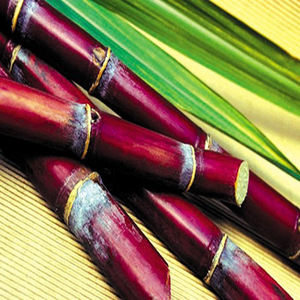 Fabricante de Vietnam Venta caliente Azúcar de caña pura Melaza Sra. Shyn - Product Image 6