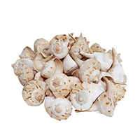 Lot de 100 coquillages d'escargot à rayures Turbo, coquilles de mer naturelles, en vrac