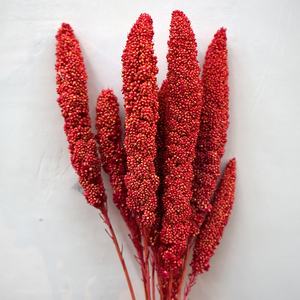 Vera e propria naturale conservata, fiori decorativi, corone e piante fiori secchi, piante all'ingrosso - Product Image 2