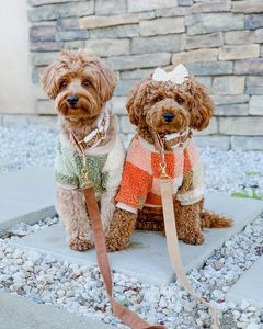 Heavy Duty Handmade Colourful Cotton Rope Leash Cute Dog Leash Dog Accessory Braided Cotton Rope - Product Image 2