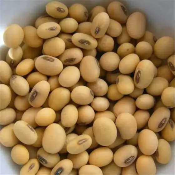 Kacang Kedelai/Kedelai Non Gmo, Biji Kedelai dan Biji Kacang Kedelai