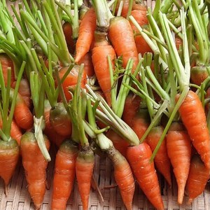 แครอทสดสำหรับฤดูกาลใหม่แพ็คแบบปรับแต่งได้แครอท IQF ทรงลูกบาศก์ลูกค้าชั้นวาง6เดือน - Product Image 4