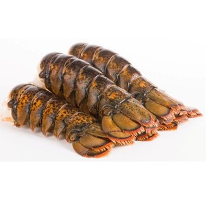 frozen slipper lobster whole