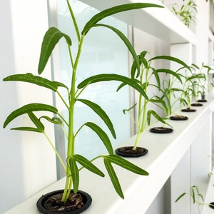 เม็ดพีท JIFFY เริ่มต้นการปลูกที่ดี - Product Image 3