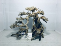Meilleure vente Bonsaï en bois flotté pour aquarium écologique de haute qualité avec verre pour la décoration d'aquarium fabriqué au Vietnam
