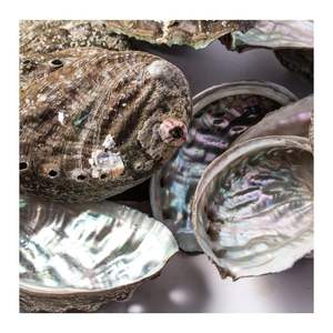 เปลือกหอยเป๋าฮื้อขายส่งจากทะเลเวียดนามสำหรับตกแต่งเครื่องประดับทำและหม้อรอยเปื้อน - Product Image 4