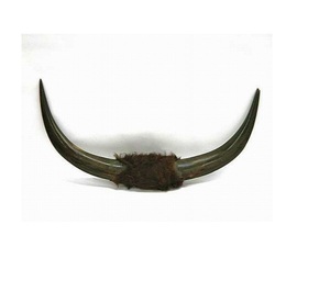 Bocina de búhos de tamaño Natural, 100% pares, producto de diferentes tamaños, producto al por mayor con artículos pulidos - Product Image 5