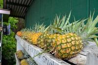 Verse Ananas Vietnam (Tien Giang)-10kg 20cm formaat Concurrerende Prijs Standaard Kwaliteit Sunrise Merk 2 Jaar Houdbaarheid -Whatsapp