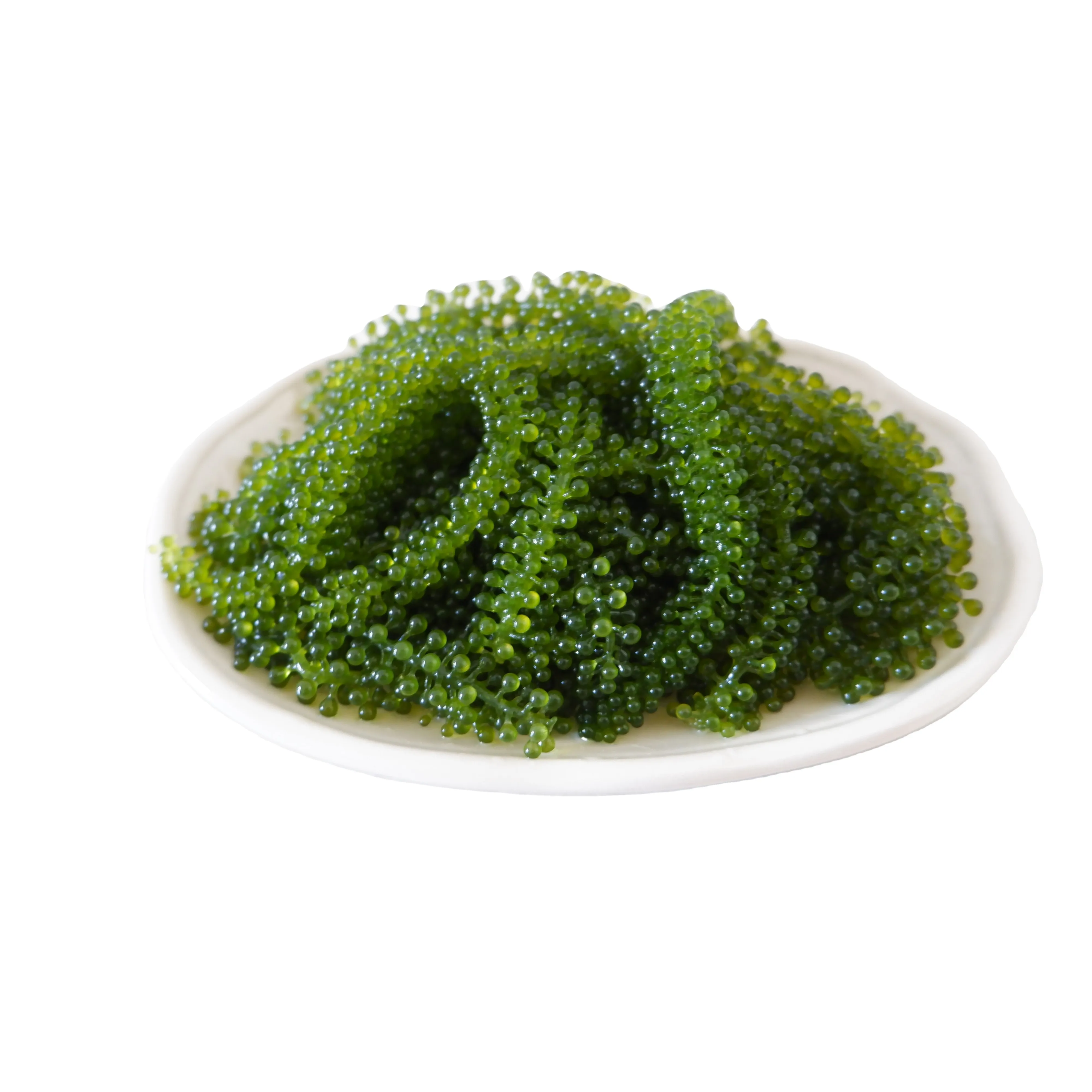 องุ่นทะเลสดออร์แกนิกอาหารสีเขียวจากเวียดนาม/Coccoloba Uvifera/สาหร่ายสด