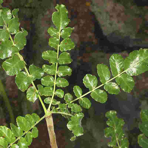 Aceite Esencial de Boswellia Serrata 100% Puro, Extracto de Planta India, Resina de Incienso, Materia Prima, Destilación por Vapor, GMP - Product Image 6