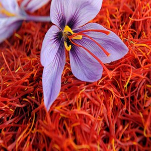 Isar International ofrece venta directa al por mayor de nuevos cultivos de Mogra Saffron de procesamiento crudo de estilo seco de Cachemira - Product Image 4