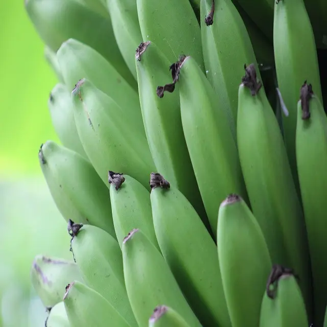 BANANE de CAVENDISH FRAIS de HAUTE QUALITÉ PRIX DE GROS EXPORTATION