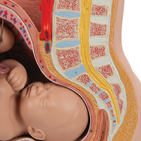 Modèle d'anatomie du bassin post-partum pour femme, bébé, taille personnalisée disponible, radif
