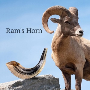 Kosher Natural Color Natural Forma Natural RAM HORN Shofar NUEVO. Increíble sonido MEJOR precio Bolsa de burbujas - Product Image 2