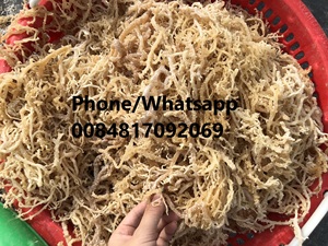 ขายส่งทะเลมอสส์ Bladderwrack/ไอริช Seamoss/ แห้ง Chondrus Crispus No Salt Irish Moss Wildcrafted 0084817092069 WS - Product Image 2