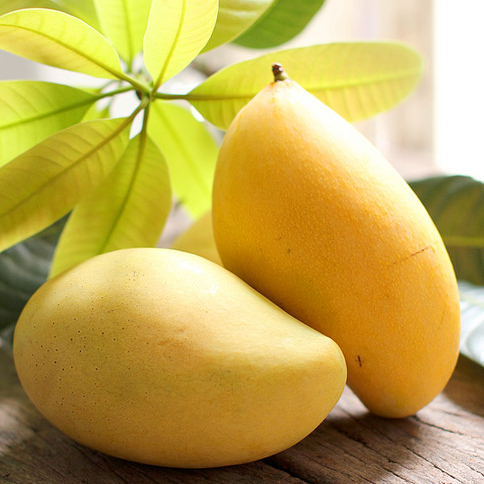 FRESH MANGO Tropical & Sub-tropical Fruit COMMON / WHATSAPP