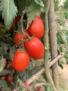 Producto agrícola de tomate híbrido F1 de granja - Product Image 5