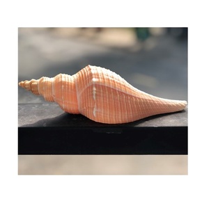 Coquillages de mer crus naturels, 1 pièce, décoratif, couleur rose, longueur de 10cm - Product Image 1