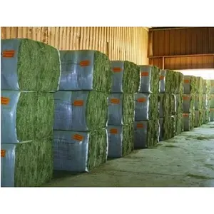 Top Grade Verse Alfafa Hooi Voor Diervoeding/Stuff Alfalfa Hooi/Alfalfa Hooi Pellets Klaar Voor Export