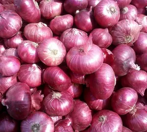 Red Onions/Indian Onions/Onions!