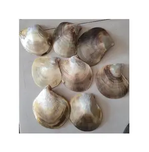 Vietnam Factory Decorative Seashell Snail Shells from Vietnam For Craft, Jewelry, Mirror, Utensils seashell craft in stocked