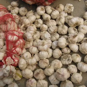 DRIED GARLIC - Vietnamese top-quality dried garlic